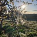 Maltempo: la Puglia avvia l'iter per ottenimento dello stato di calamità naturale