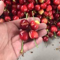 Piogge persistenti di maggio: primi danni in agricoltura