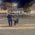Fioccano le multe da parte della Polizia Locale per la  "mala movida " nel centro storico