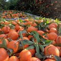 Clementine: bilancio amaro con crollo produzione (-50/60%) e prezzi bassi