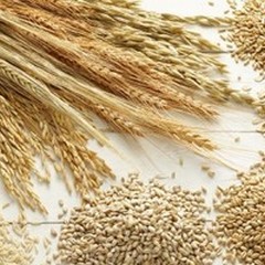  "Savegrainpuglia ", concluso il progetto per la tutela di legume e cereali