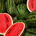 Coldiretti lancia l’allarme: crolla il prezzo della frutta. Angurie a un centesimo al chilo