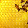 Forte perdita in Puglia della produzione di miele: -35%