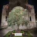 Campagna olivicola: gli olivicoltori ringraziano Guardie campestri e Forze dell’ordine