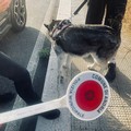 Nuovo giro di vite della Polizia locale sulla conduzione dei cani e raccolta delle deiezioni