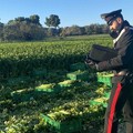 Controlli dei Carabinieri di Andria alle aziende agricole del territorio