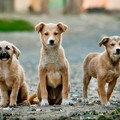 Cesena: sequestrati 23 cuccioli di cane. Erano su un'autovettura proveniente da Andria