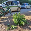 Le guardie campestri di Andria sventano l'ennesimo furto, questa volta in contrada  "Torricciola "