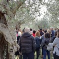 Oleoturismo: sempre più visitatori scelgono la Puglia per esperienze legate all'olio d'oliva
