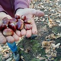 Arrivano le castagne 100% made in Puglia: patrimonio ancora vivo anche sulla nostra Murgia