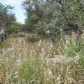 Xylella, l'azienda provinciale Papparicotta in preda all'abbandono. Losito:  "Non rispettata l’ordinanza sindacale”