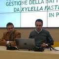 Xylella, ass. Di Gioia:  "La Regione Puglia sta mettendo in atto tutte le prescrizioni di Bruxelles e del Ministero "