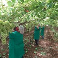 Contatto provinciale lavoratori agricoli si riapre la trattativa ma resta l'agitazione