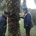 19enne nascondeva droga in una palma, arrestato