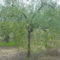 Xylella fastidiosa, 841mila euro di sanzioni in Puglia