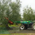 Xylella: al via la campagna di prevenzione e controlli