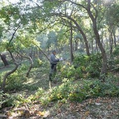 Taglio abusivo del bosco della Fenicia, due andriesi denunciati