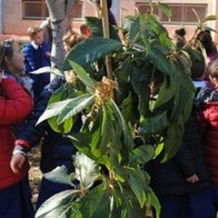 Festa dell'Albero: le scuole  "abbracciano " la natura