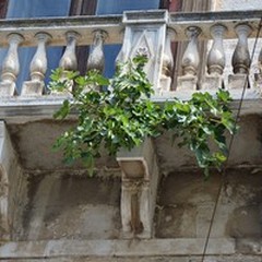 Palazzo Ducale: bisogna salvarlo da un albero di fico