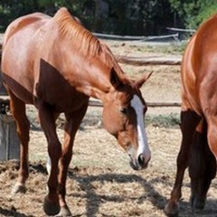 Censiti ben 385mila cavalli in Puglia, utilizzati tra attività sportive e turismo