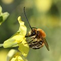 Il Parco dell’Alta Murgia tra i più virtuosi d’Italia per la tutela della biodiversità