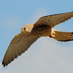 Parco Alta Murgia, in diretta la vita del  "falco grillaio "