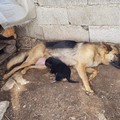 Andria: il dramma dei cani randagi in pericolo di vita