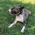 Un Bull Terrier inglese cerca casa