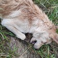 Cane e gatto uccisi in zona San Valentino: l’indignazione dell’associazione OIPA