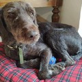 Ad Andria smarrito un cane di razza Drahthaar