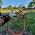 Pasquetta tra i rifiuti, tanta plastica raccolta tra la vegetazione del Parco Nazionale dell'Alta Murgia