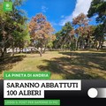 Addio a cento pini in pineta. L'associazione 3Place torna sul tema abbattimento