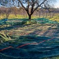 Furti di olive, Coldiretti Puglia:  "Rubate anche dai mezzi, in 5 minuti spariscono fino a 30 kg ad albero "