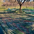 Recuperati oltre 5 quintali di olive dalle Guardie Campestri in contrada Baratelle-Montegrosso