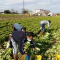 Covid, dal 15 ottobre Green pass anche nei campi. Coldiretti:  "Necessario semplificare controlli "