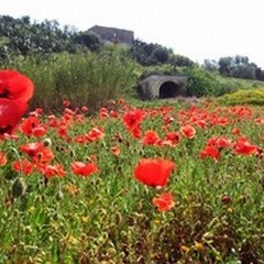 La Fontana di San Ruggiero a Canne della Battaglia è privata