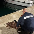 Operazione della Guardia Costiera a tutela della filiera della pesca, ecco i risultati nella Bat