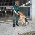 Tutela amici a quattro zampe: intervento della Polizia Locale e dei veterinari della Asl Bt