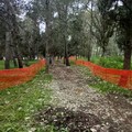 Nuova vita alla pineta di Castel del Monte