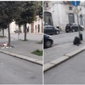 Ancora rifiuti abbandonati in via Annunziata:  "portate qui le fototrappole "
