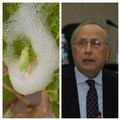 Marmo critica la Regione sul piano xylella:  "Dimenticate attività contrasto al vettore "