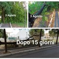 Dopo oltre 15 giorni non viene ancora rimosso un grosso albero caduto in viale Comune di Puglia