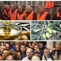 Crisi olivicola: il mondo agricolo mobilitato in cerca di soluzioni