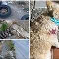 Cane di piccola taglia ferito da branco di randagi nella  "terra di nessuno " della zona Pip