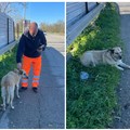Ritrovato cane meticcio proveniente da Trani: rischiava di essere travolto sulla ex sp231