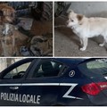 Due persone denunciate per maltrattamenti su animali