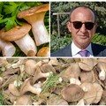 Raccolta funghi: le regole, al via il corso con il dottor Vincenzo Massaro della Asl Bt