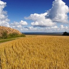 In Puglia scoppia la guerra del grano