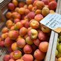 Nelle scuole solo l'8,5% degli studenti consuma abbastanza frutta e verdura