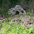 Corso per i raccoglitori di funghi epigei spontanei al Comune di Andria